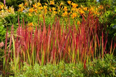 Imperata cylindrica 'Red Baron' (Japans bloedgras 'Red Baron') - afbeelding 39