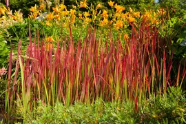 Imperata cylindrica 'Red Baron' (Japans bloedgras 'Red Baron') - afbeelding 39