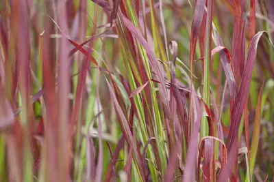 Imperata cylindrica 'Red Baron' (Japans bloedgras 'Red Baron') - afbeelding 11
