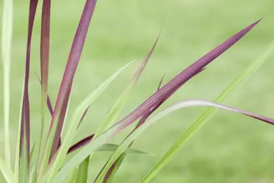 Imperata cylindrica 'Red Baron' (Japans bloedgras 'Red Baron') - afbeelding 16