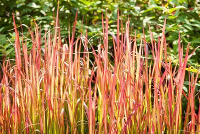 Imperata cylindrica 'Red Baron' (Japans bloedgras 'Red Baron') - afbeelding 23