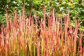 Imperata cylindrica 'Red Baron' (Japans bloedgras 'Red Baron') - afbeelding 23
