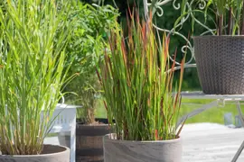 Imperata cylindrica 'Red Baron' (Japans bloedgras 'Red Baron') - afbeelding 30