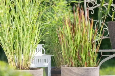 Imperata cylindrica 'Red Baron' (Japans bloedgras 'Red Baron') - afbeelding 32