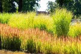 Imperata cylindrica 'Red Baron' (Japans bloedgras 'Red Baron') - afbeelding 41