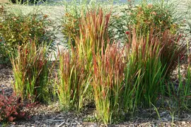 Imperata cylindrica 'Red Baron' (Japans bloedgras 'Red Baron') - afbeelding 1