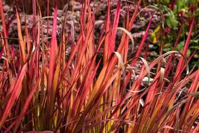 Imperata cylindrica 'Red Baron' (Japans bloedgras 'Red Baron') - afbeelding 3