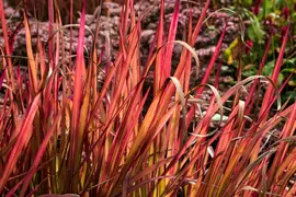 Imperata cylindrica 'Red Baron' (Japans bloedgras 'Red Baron') - afbeelding 3