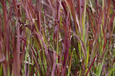 Imperata cylindrica 'Red Baron' (Japans bloedgras 'Red Baron') - afbeelding 3