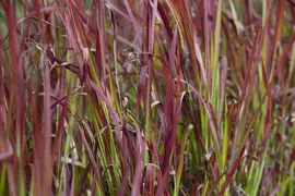 Imperata cylindrica 'Red Baron' (Japans bloedgras 'Red Baron') - afbeelding 3
