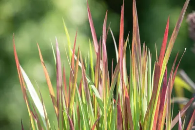 Imperata cylindrica 'Red Baron' (Japans bloedgras 'Red Baron') - afbeelding 24
