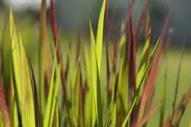 Imperata cylindrica 'Red Baron' (Japans bloedgras 'Red Baron') - afbeelding 27