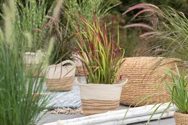 Imperata cylindrica 'Red Baron' (Japans bloedgras 'Red Baron') - afbeelding 31