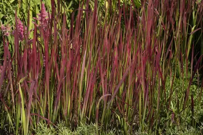 Imperata cylindrica 'Red Baron' (Japans bloedgras 'Red Baron') - afbeelding 34