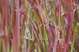 Imperata cylindrica 'Red Baron' (Japans bloedgras 'Red Baron') - afbeelding 7