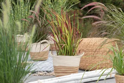 Imperata cylindrica 'Red Baron' (Japans bloedgras 'Red Baron') - afbeelding 31