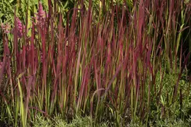 Imperata cylindrica 'Red Baron' (Japans bloedgras 'Red Baron') - afbeelding 34