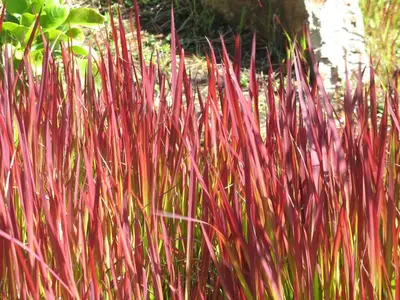 Imperata cylindrica 'Red Baron' (Japans bloedgras 'Red Baron') - afbeelding 2
