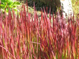 Imperata cylindrica 'Red Baron' (Japans bloedgras 'Red Baron') - afbeelding 2