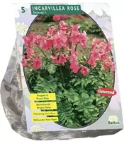 Incarvillea delavayi roze 5 stuks - afbeelding 1