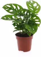 Intenz Monstera Minima (Gatenplant) 25cm - afbeelding 1