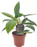 Intenz Philodendron 'Florida green' 25cm - afbeelding 1
