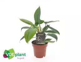 Intenz Philodendron 'Florida green' 25cm - afbeelding 2