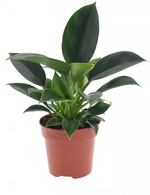 Intenz Philodendron 'green princess' 25cm - afbeelding 1