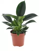 Intenz Philodendron 'green princess' 25cm kopen?