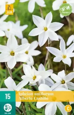 Ipheion un. alberto castillo 15 bloembollen - afbeelding 2