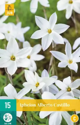 Ipheion un. alberto castillo 15 bloembollen - afbeelding 1