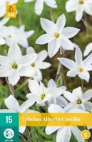 Ipheion un. alberto castillo 15 bloembollen - afbeelding 1