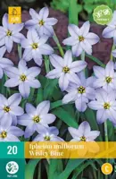 Ipheion uniflorum wisley blue 20 stuks - afbeelding 2