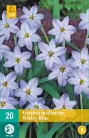Ipheion uniflorum wisley blue 20 stuks - afbeelding 1