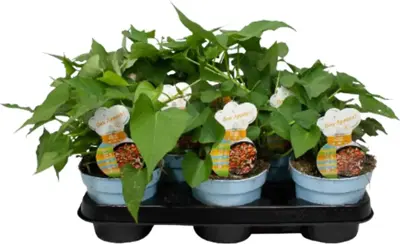 Ipomoea batatas 'Beauregard' (Zoete aardappel) 20cm - afbeelding 1