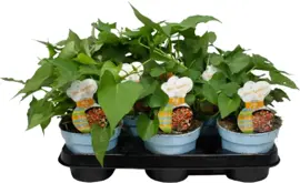 Ipomoea batatas 'Beauregard' (Zoete aardappel) 20cm - afbeelding 1