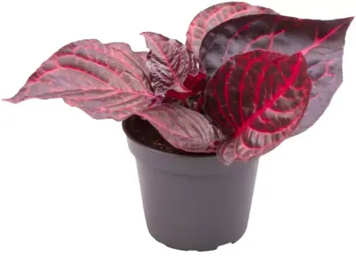 Iresine herbstii 'Bloodleaf' (Biefstukplant) 10cm - afbeelding 1