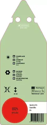 Iris Ensata (Japanse iris) - afbeelding 2