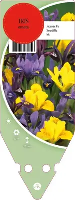 Iris Ensata (Japanse iris) - afbeelding 1