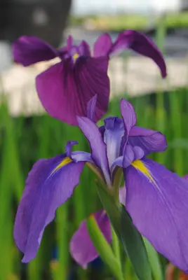 Iris Ensata (Japanse iris) - afbeelding 3