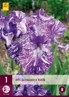 Iris germanica batik 1 stuks