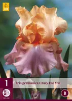 Iris germanica crazy for you 1 stuks - afbeelding 1