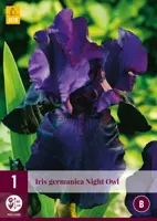Iris germanica night owl 1 stuks - afbeelding 1
