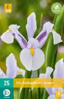 Iris holl. carmen 25st - afbeelding 2