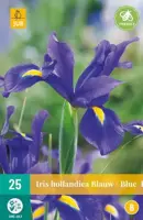 Iris hollandica blauw 25 stuks - afbeelding 2