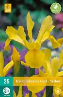 Iris hollandica geel 25 stuks - afbeelding 3