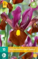 Iris hollandica Red Ember 10 stuks - afbeelding 2