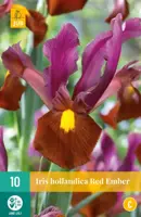 Iris hollandica Red Ember 10 stuks kopen?