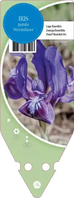 Iris Pumila Atroviolaca (Dwerg-zwaardlelie) - afbeelding 1