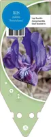Iris Pumila Atroviolaca (Dwerg-zwaardlelie) - afbeelding 1